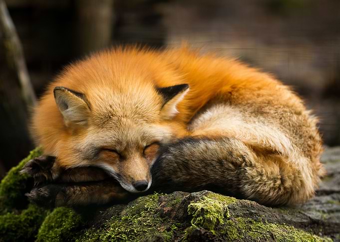Sleeping Fox
