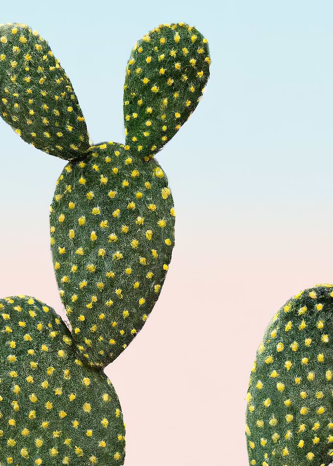 Fancy Cactus