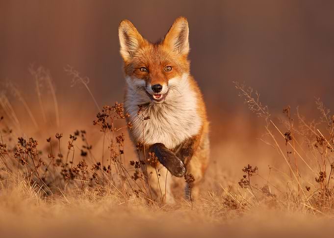 Fox Run