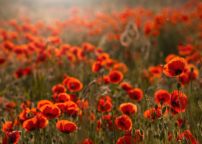 Poppies field at sunrise