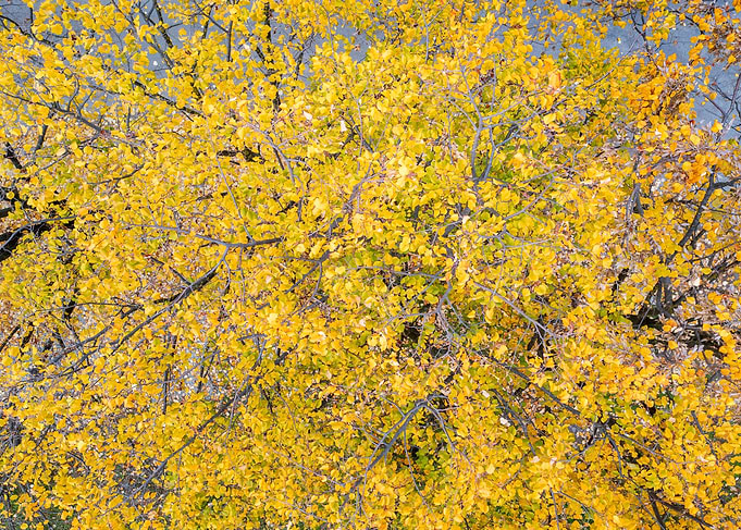 yellow leaves