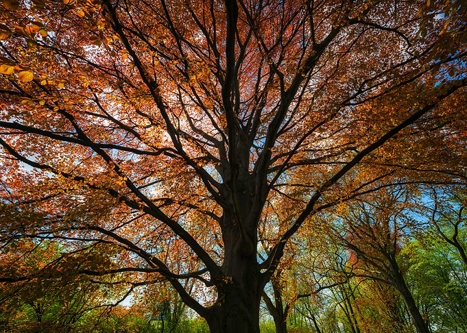 Majestic Copper Beech Tree