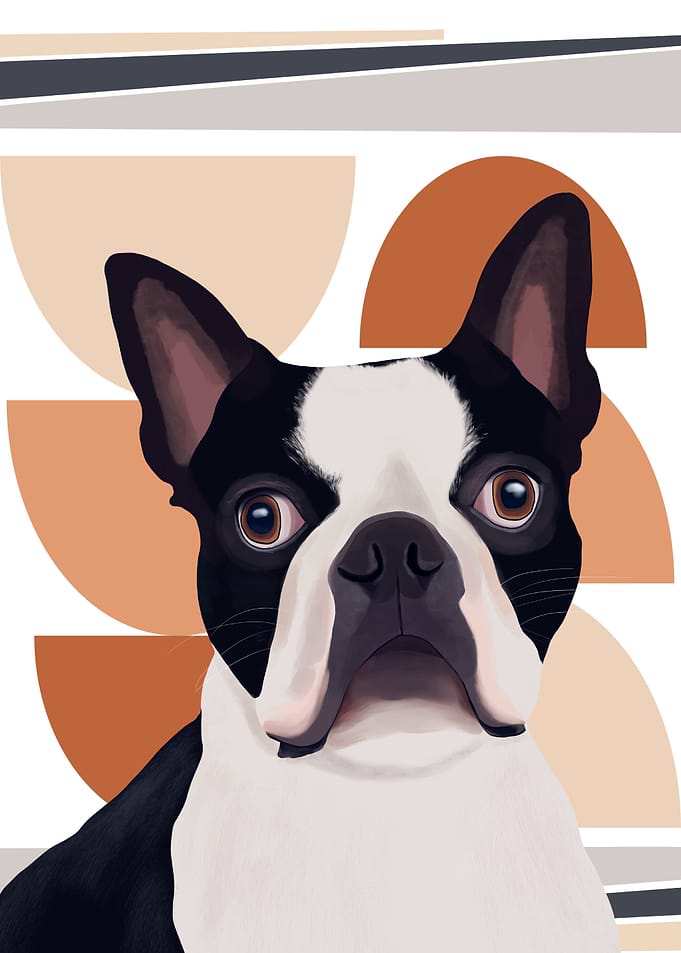 Boston Terrier Dog