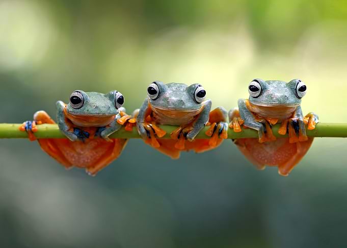 Three Frogs