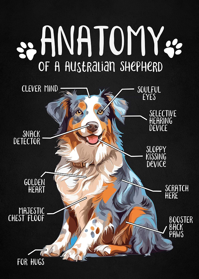 Anatomy of shepherd