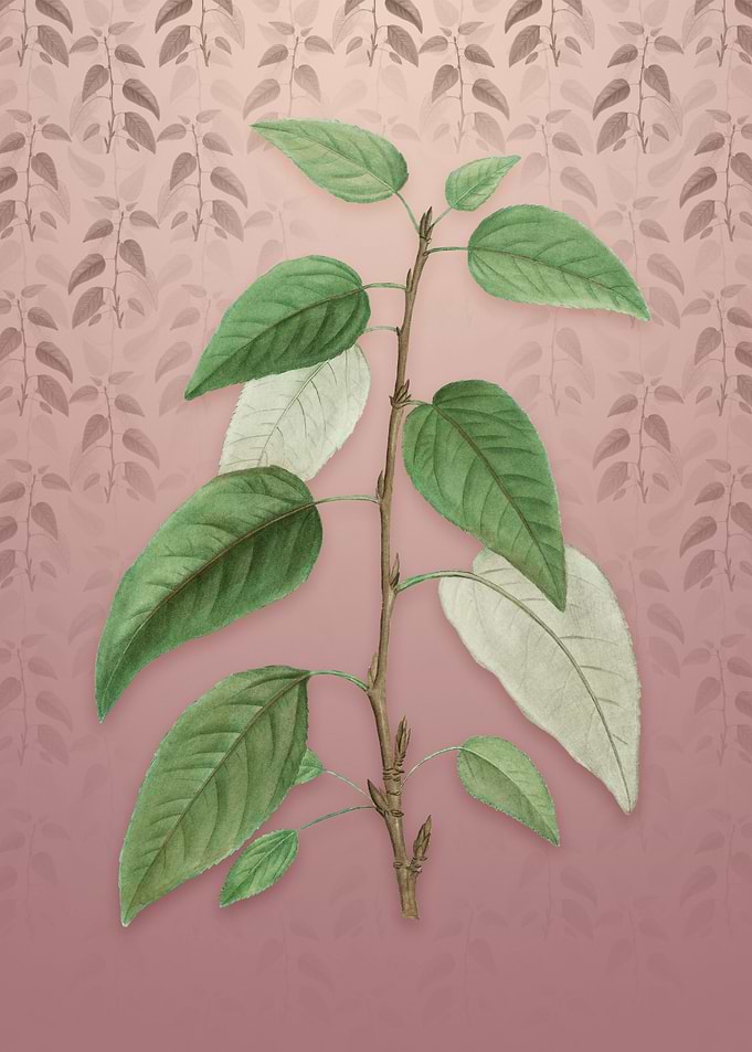 Balsam Poplar Leaves