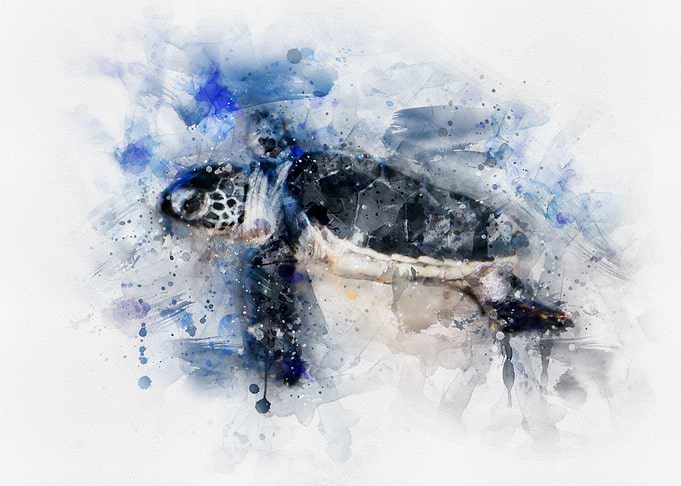 Turtle