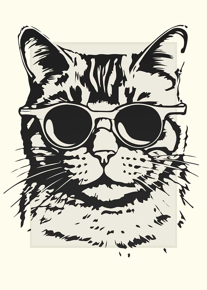 American Shorthair Cat