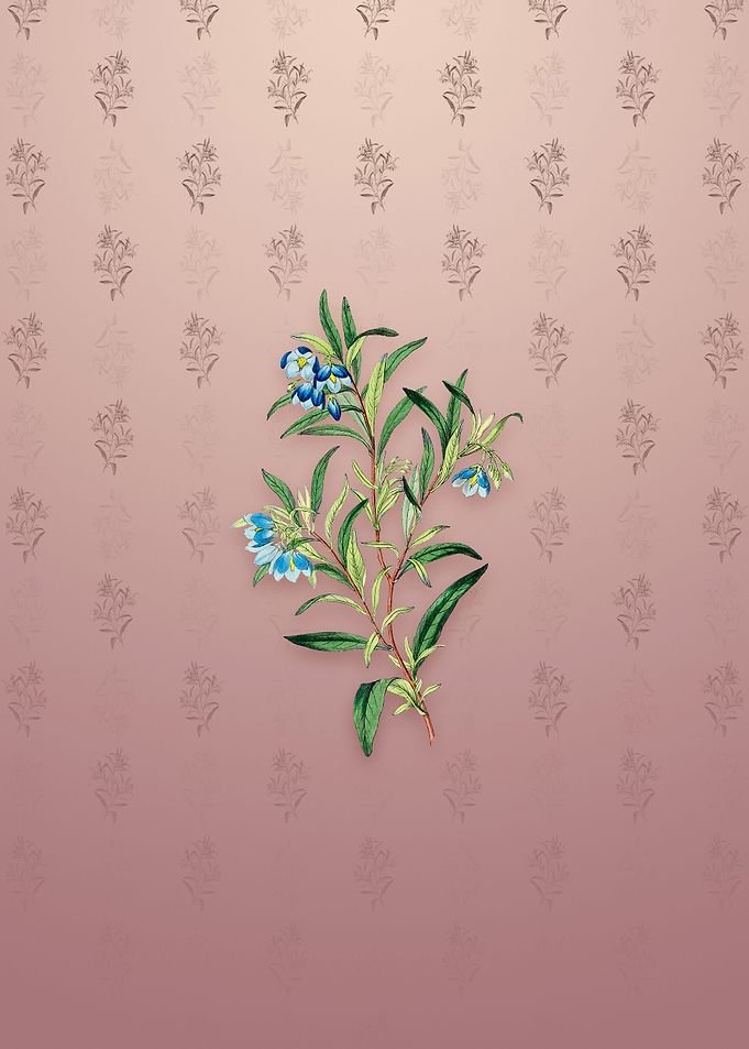 Blue Narrow Leaf Sollya