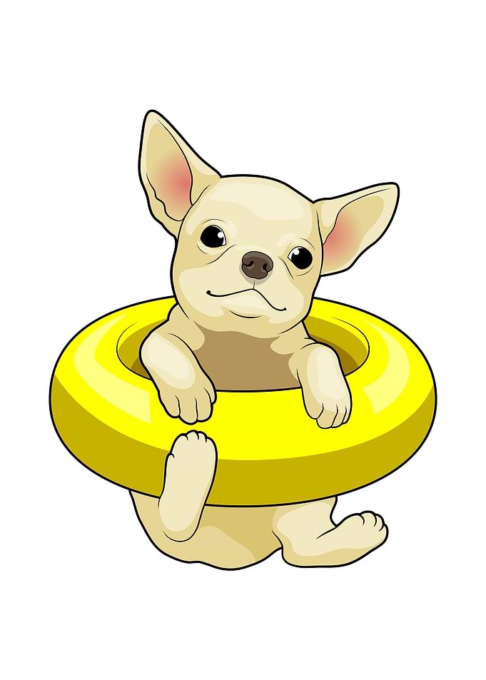 Chihuahua Swimming
