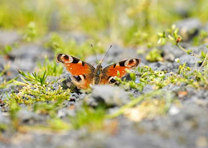 Aglaisio peacock butterfly