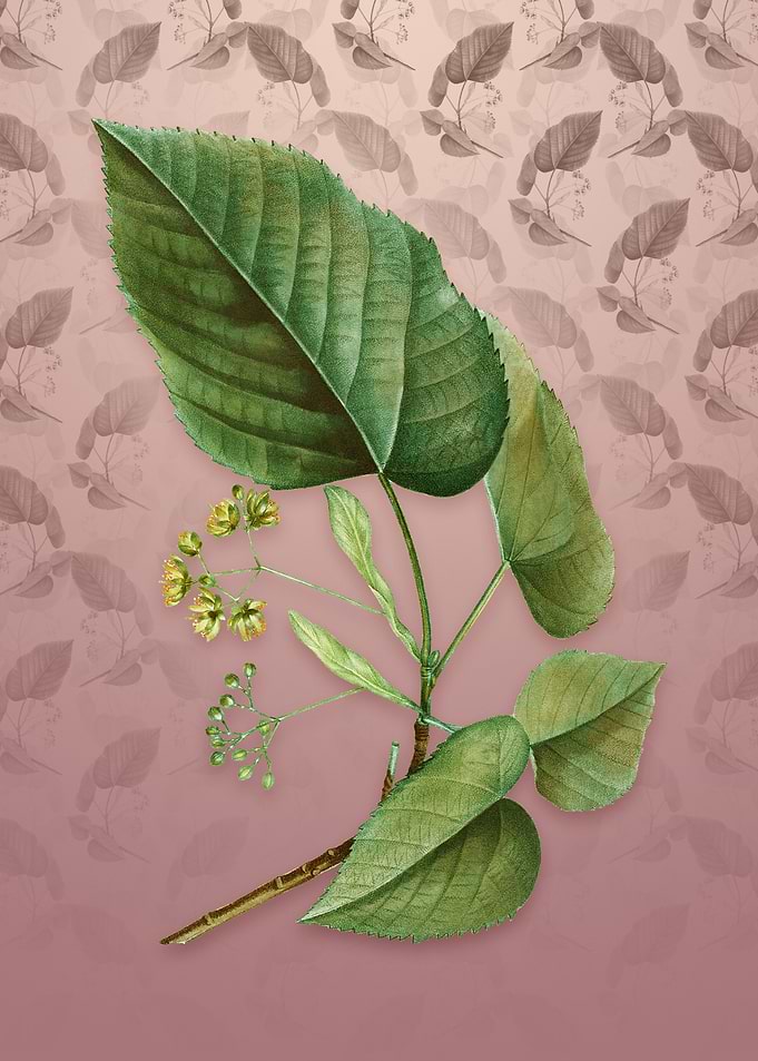 Vintage Linden Tree