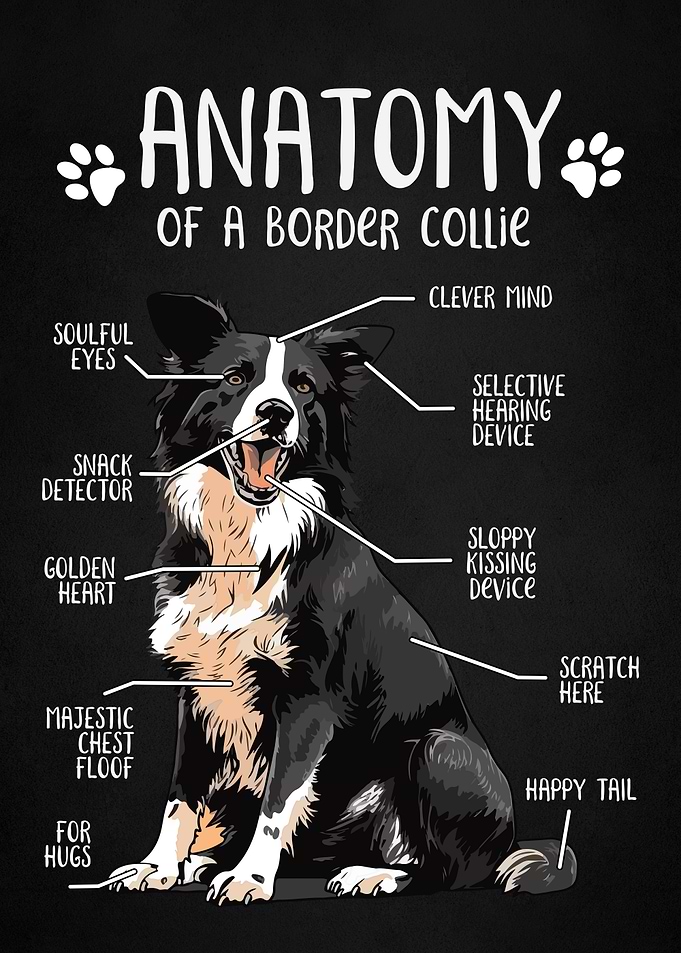 Anatomy of collie