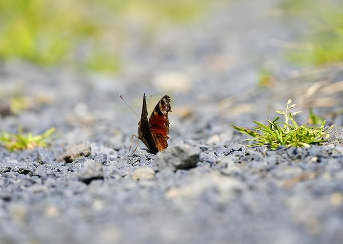 Aglaisio peacock butterfly