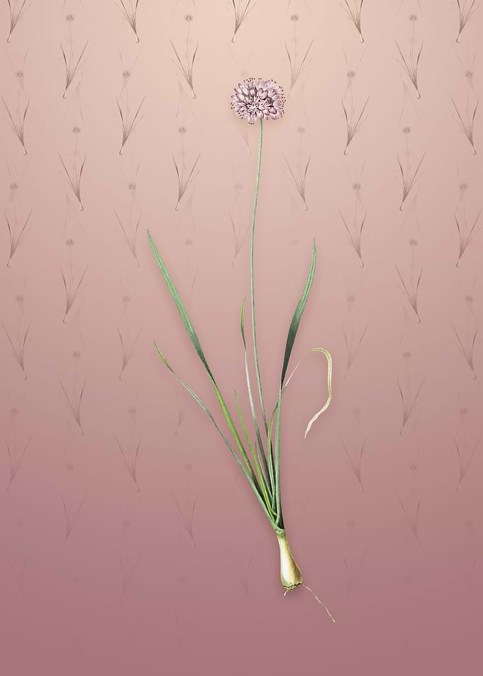 Vintage Mouse Garlic