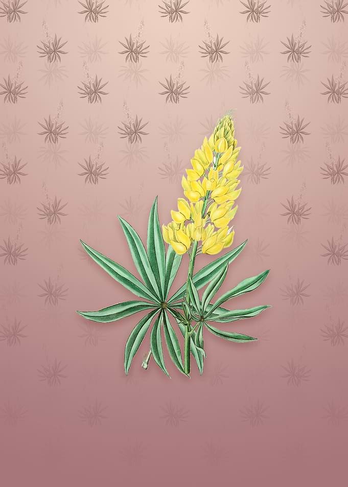 Yellow Perennial Lupine