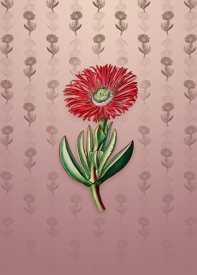 Red Edged Fig Marigold