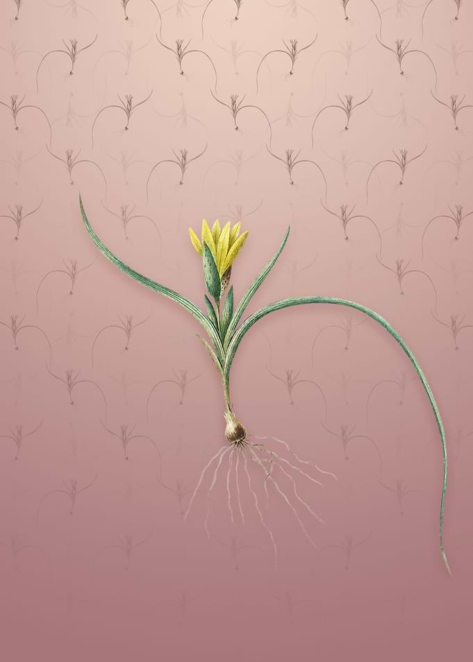 Vintage Ixia Recurva