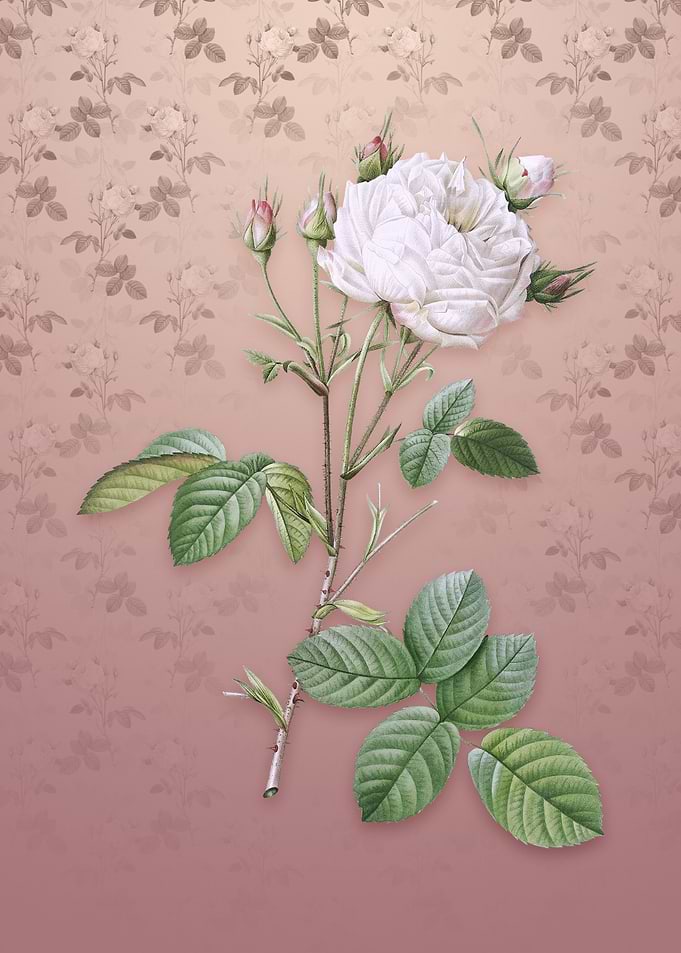 White Provence Rose