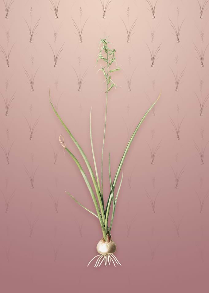 Vintage Hyacinthus Viridis