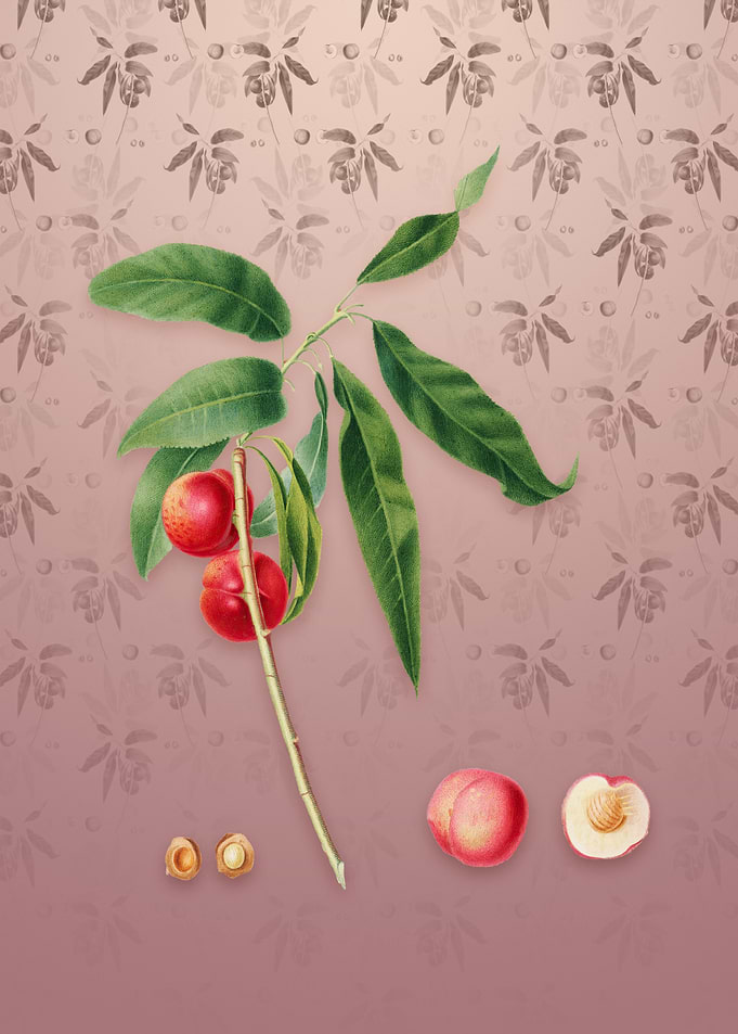 Apricot on Dusty Pink