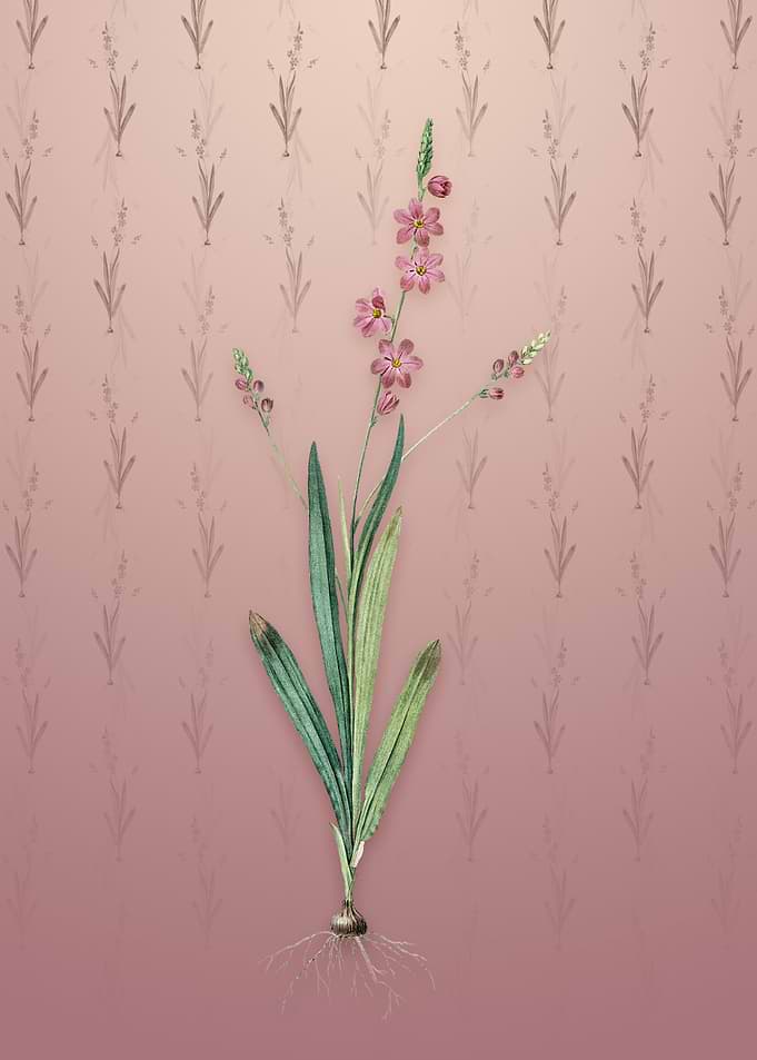 Vintage Ixia Scillaris