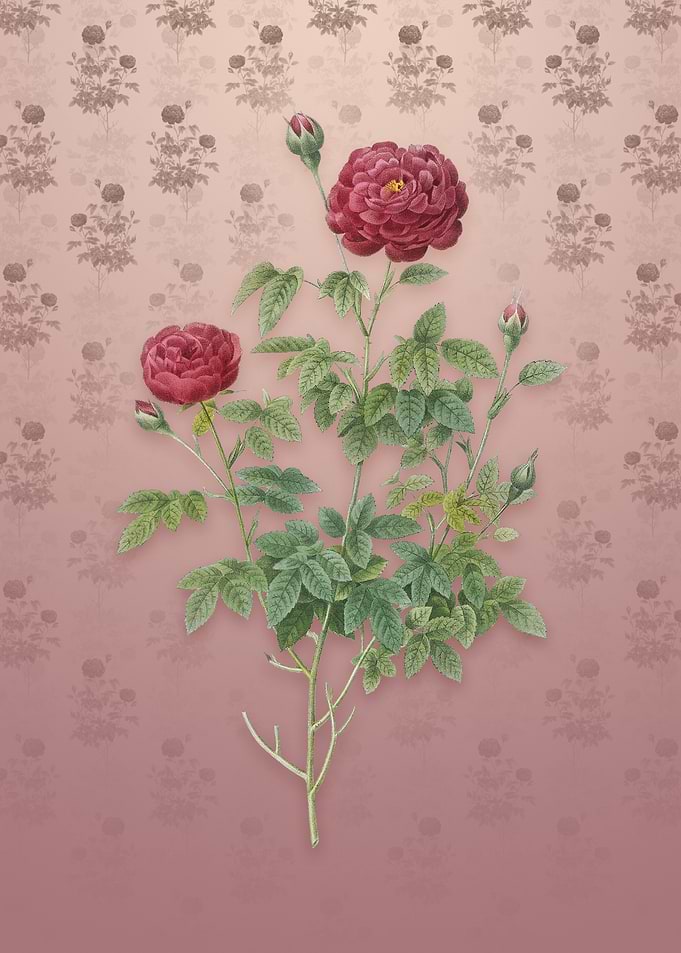 Burgundy Cabbage Rose