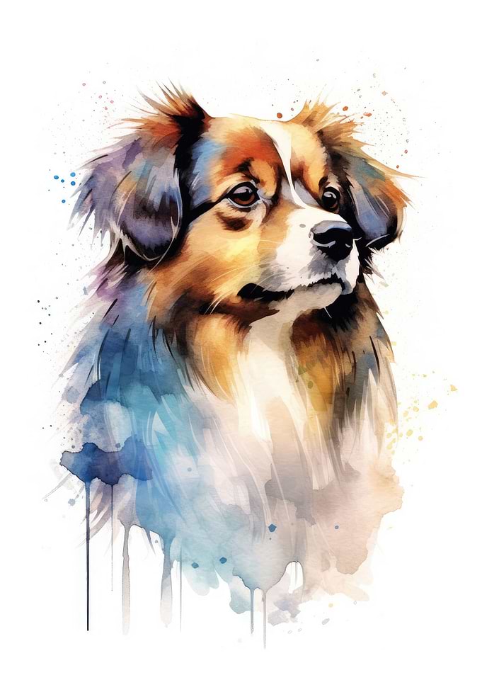 Tibetan Spaniel watercolor