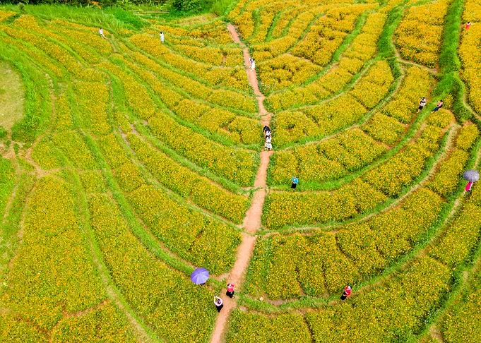 Nice Terraced meadows