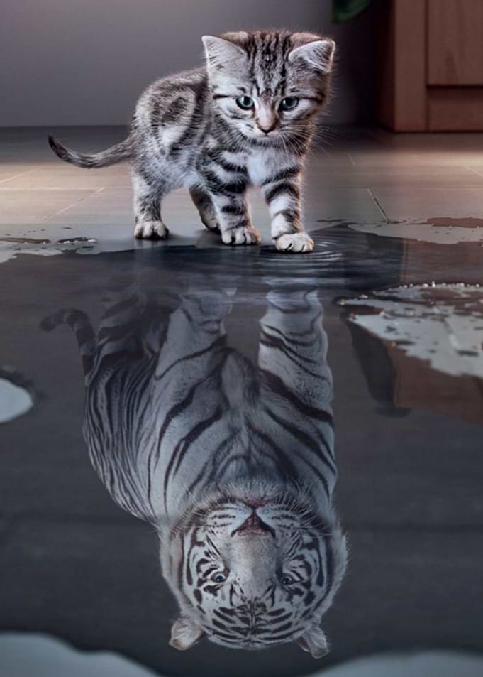 Cat Becomes Tiger