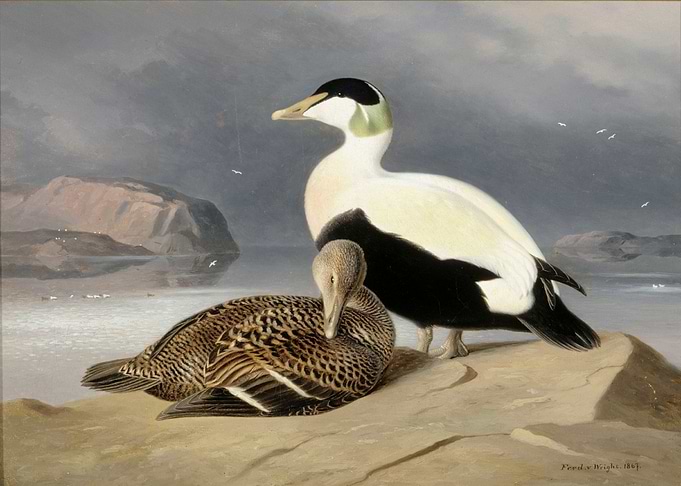 Two eiders 1867