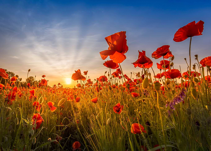 Sunset in a poppy field