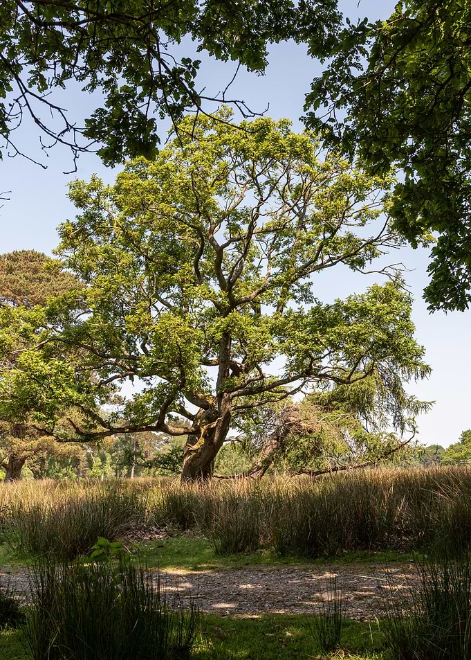 Tall Summer Tree
