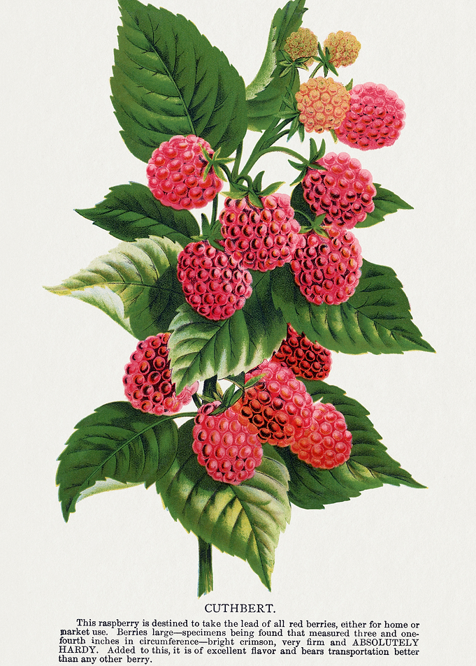 Colossal Raspberry