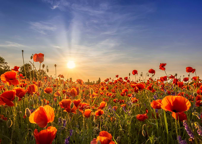 Poppies in the evening
