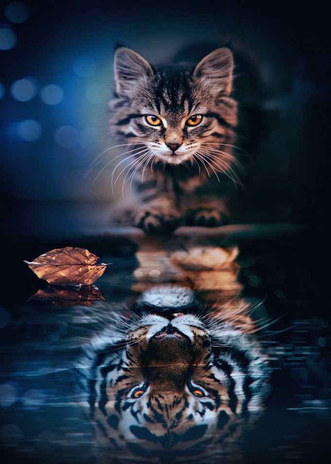 Cats Reflectation In A Pud