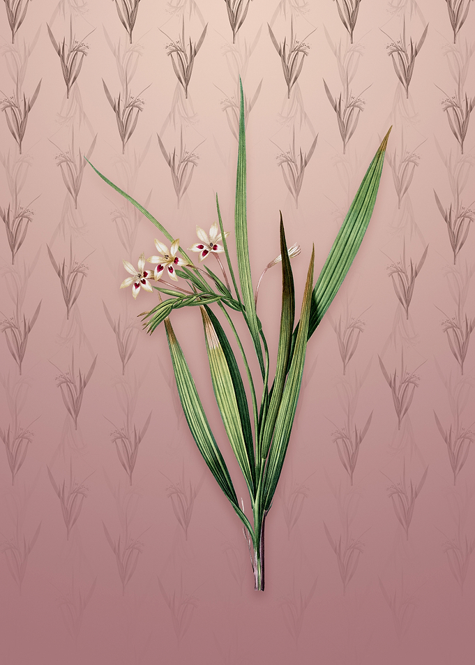 Vintage White Baboon Root