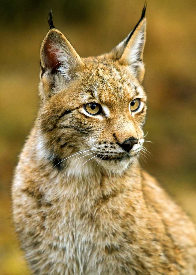 Lynx