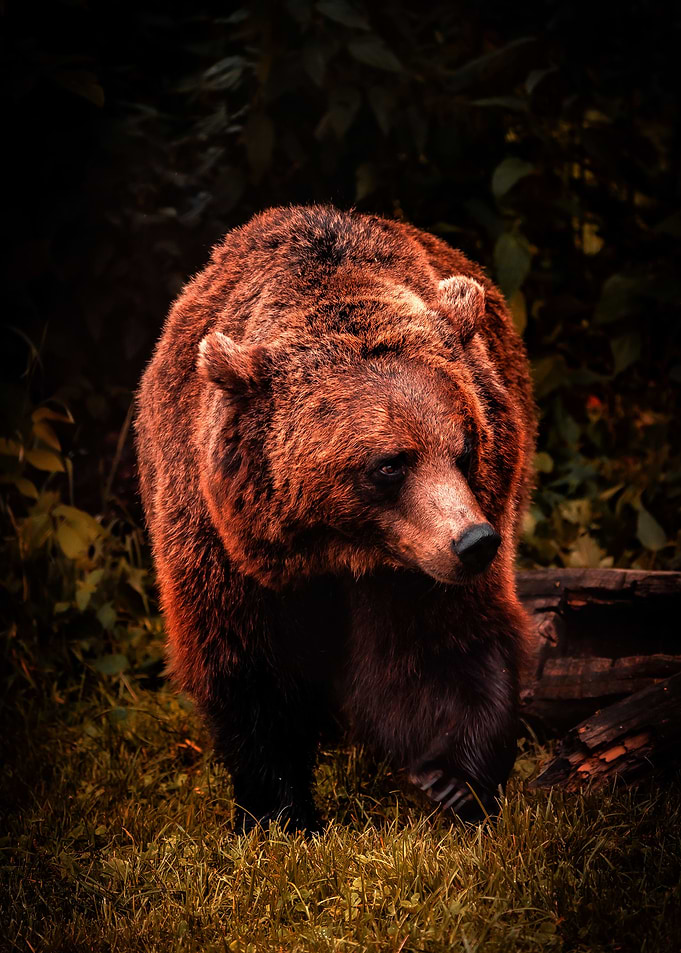 Grizzly Bear