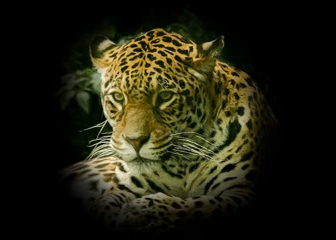 Jaguar