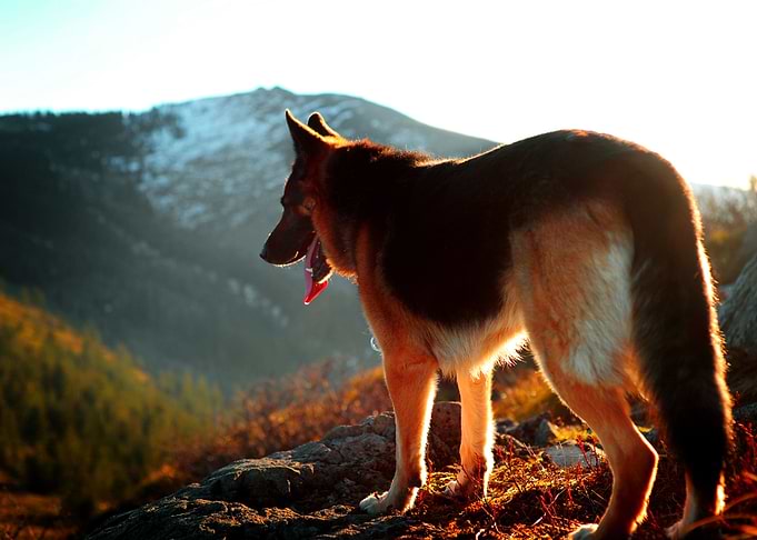 German Shepherd