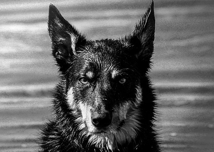 German Shepherd