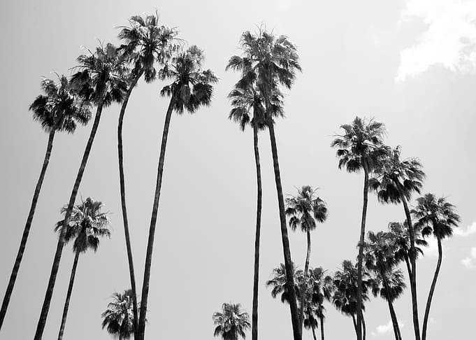 Under the Palm Trees 5