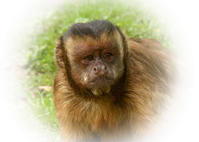 Tufted capuchin