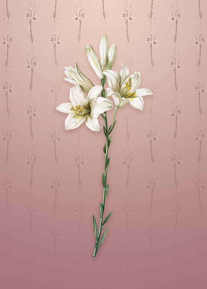 Vintage Madonna Lily
