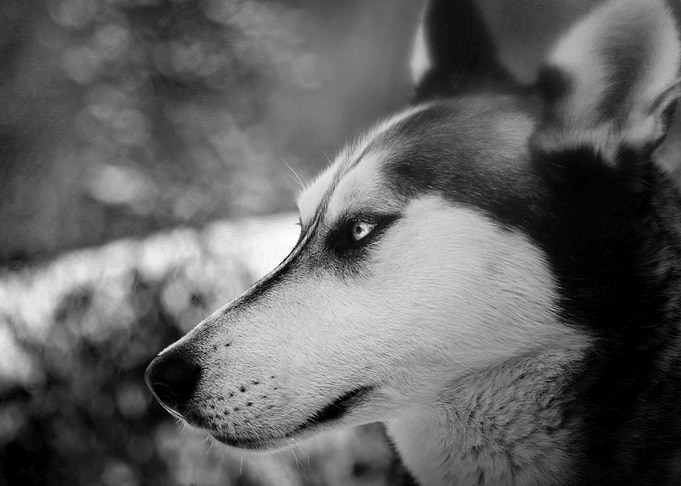 Husky