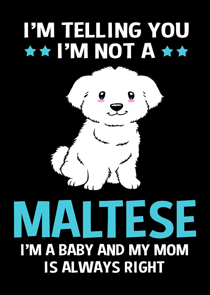Funny Maltese Dog