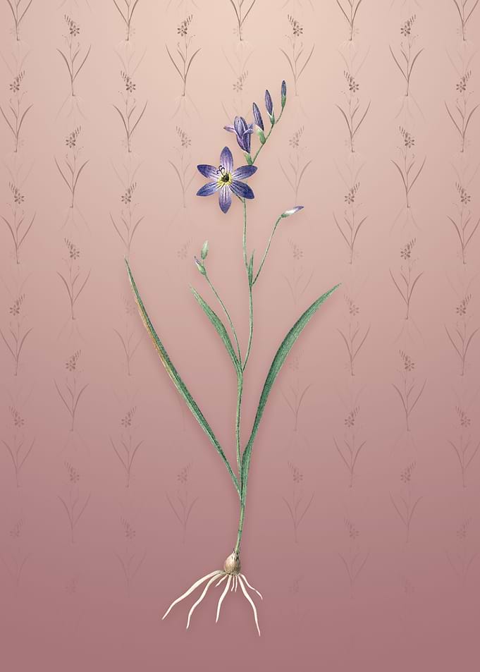 Vintage Ixia Secunda