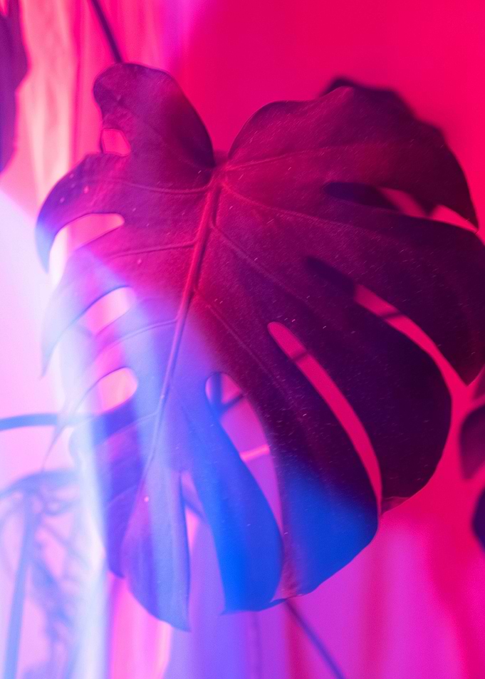 Monstera