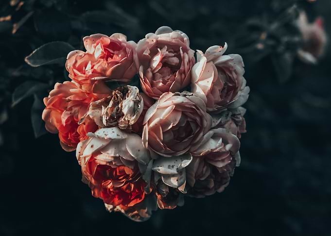 Peony Paradise